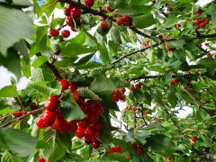 Kirschbaum