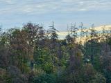 Dürreschäden im Wald Sommer 2026