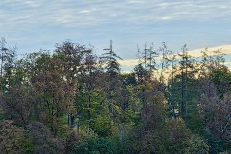 Dürreschäden im Wald Sommer 2026