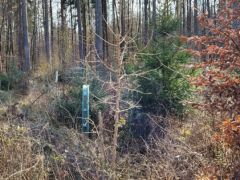 Klimastabile Baumarten